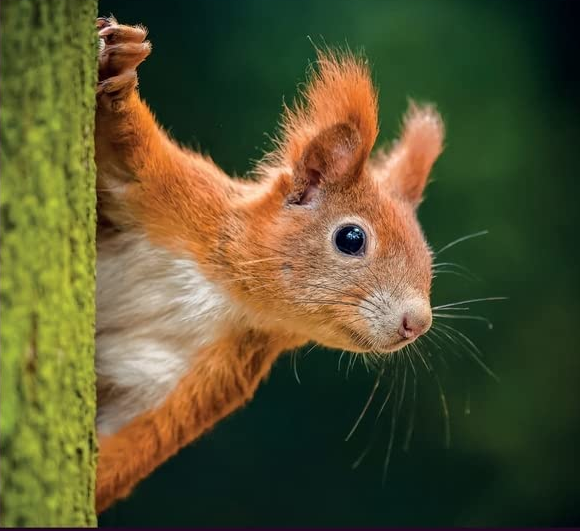 A red squirrel on a tree, looking attentively.
